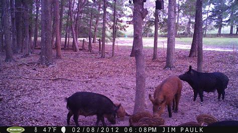 Texas Hog Hunting ପାଇଁ ପ୍ରତିଛବି ଫଳାଫଳ