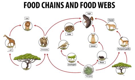 Toradh íomhá ar Burmese Python Food Chain Diagram