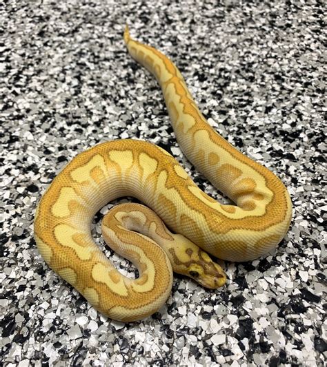 Enchi Royal Python に対する画像結果