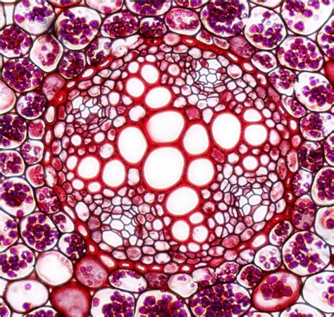 Ranunculus Root に対する画像結果