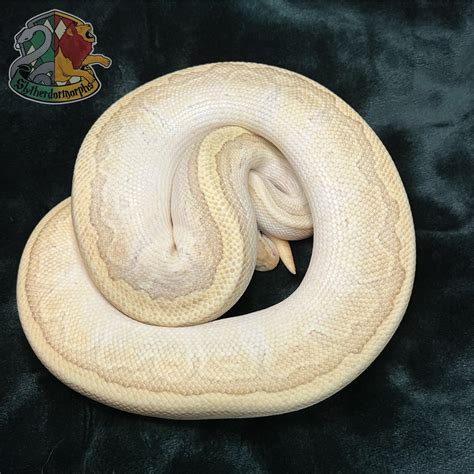 Image result for Butter Fire Ball Python