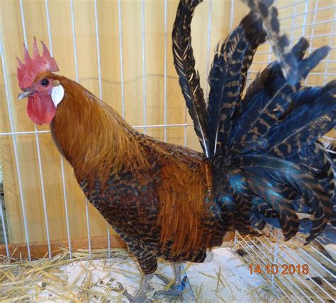 Toradh íomhá ar Lyle Behl Java Chicken