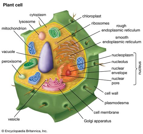 Afbeeldingsresultaten voor Basic Plant Cell Structure