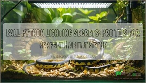 Image result for Ball Python Lighting