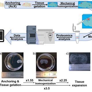 Image result for expansion microscopy protocol