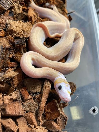 Image result for Ivory Reticulated Python