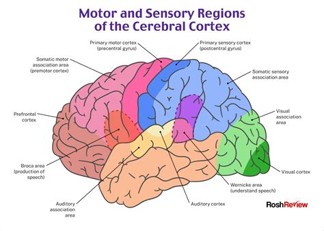 Toradh íomhá ar Lateral Integration Primary Visual Cortex