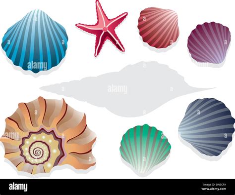 Image result for Shells Vector