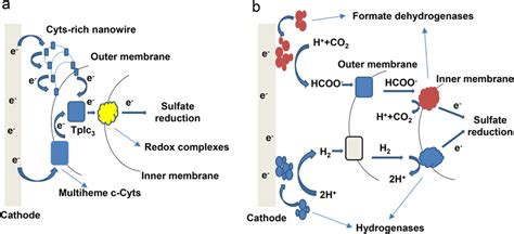 Image result for Direct Transfer Chem Example