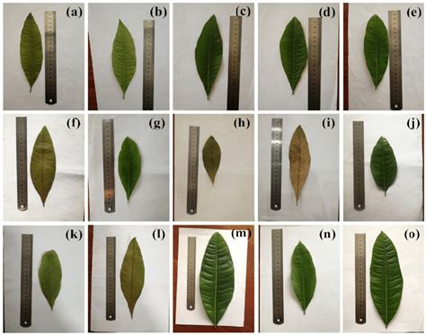 Parallel Leaf Vegetations に対する画像結果
