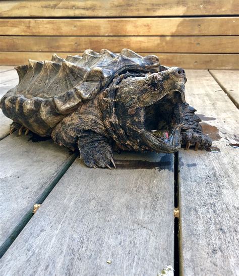 Super Rare Alligator Snapping Turtle に対する画像結果