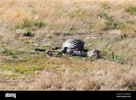 Image result for Dead Zebra