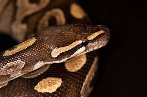 Image result for White Ball Python Background HD