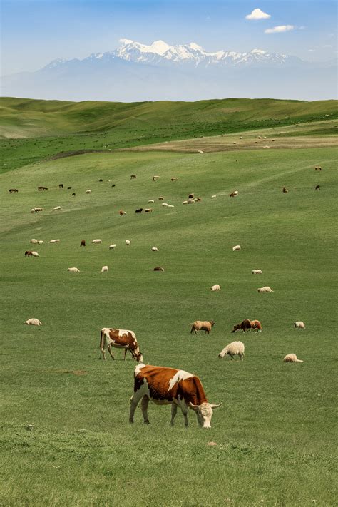 Different Types Of Cheese: A Guide To Varieties And Flavors - AnyCheese ...