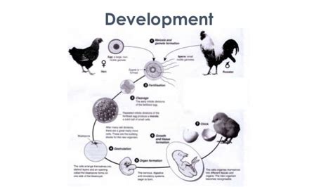 Image result for Animal Reproduction and Development
