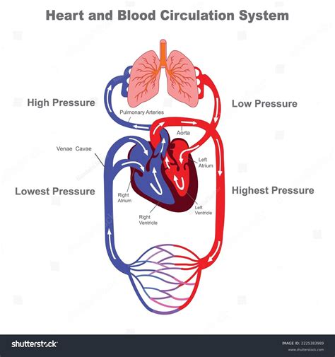 Image result for Human Cardiovascular System Drawing