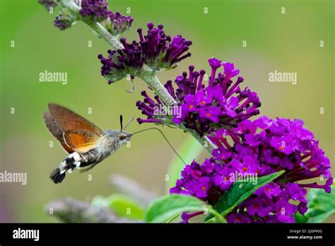 Image result for Large Hawk Moth