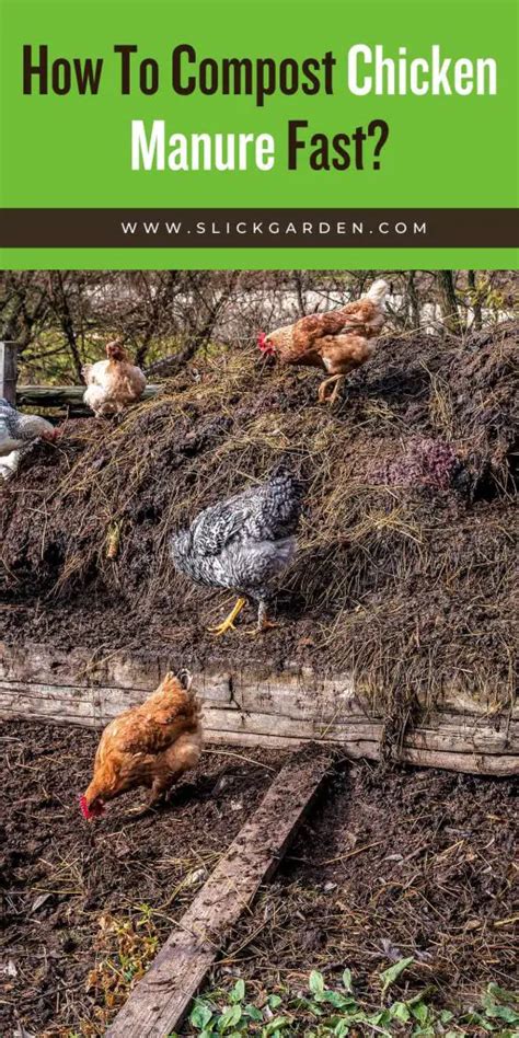 Image result for Well Composted Chicken Manure