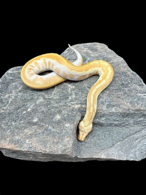 What Is a Matrix Blood Python に対する画像結果