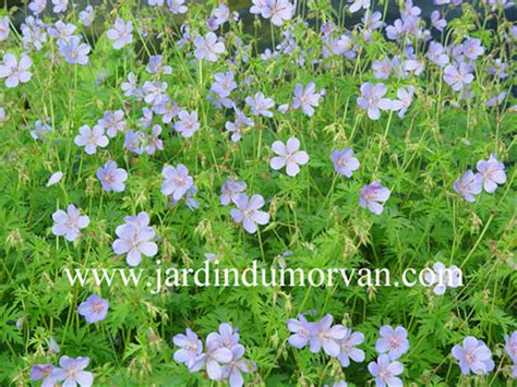 Geranium Blue Cloud に対する画像結果