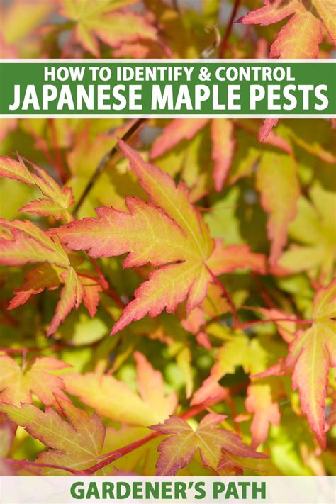 Toradh íomhá ar Japanese Red Maple Tree Problems