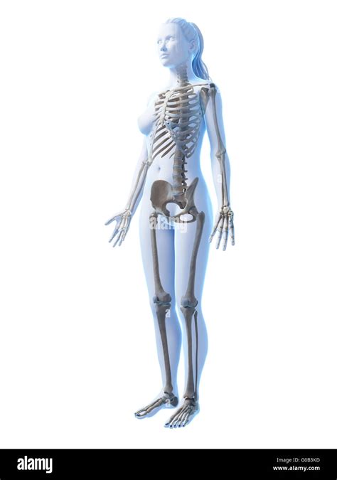 Image result for Female Skeleton 3D