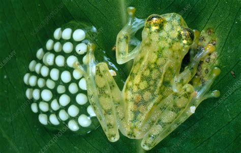 Toradh íomhá ar Frog Laying Eggs