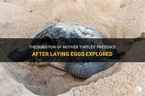 Image result for Turles Mother