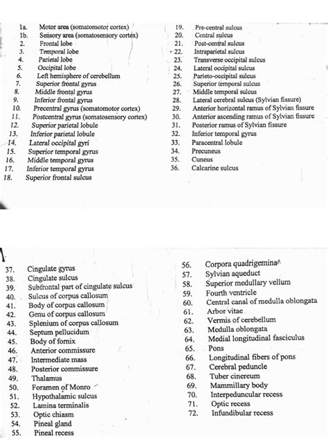 Image result for Brain Model Description Card