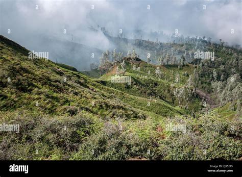 Image result for Trees Man Java Island