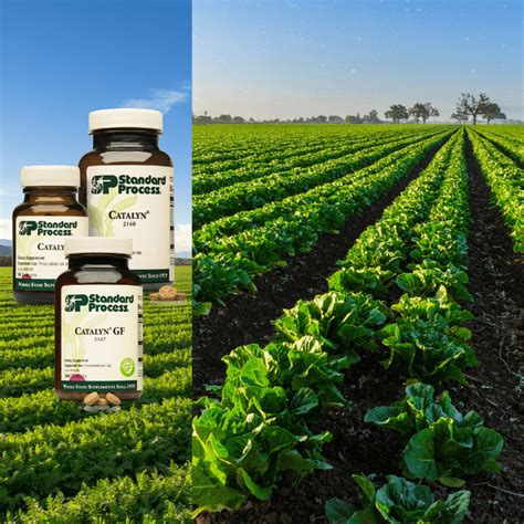 Image result for Standard Process Farm