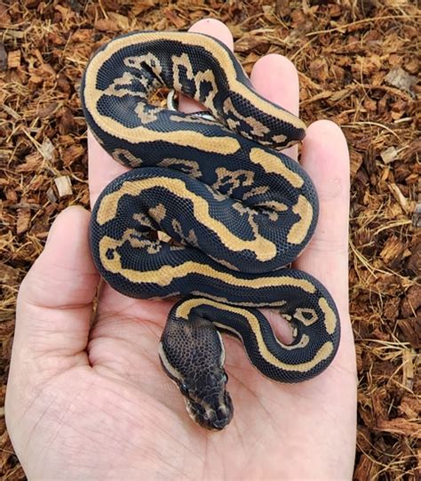 Image result for YB Ball Python