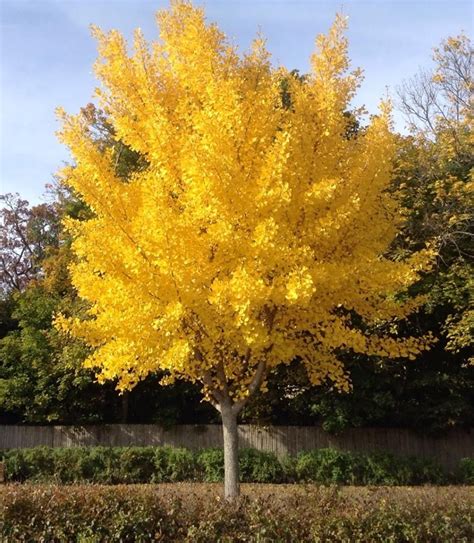 Image result for Ginkgo Tree Fall Color