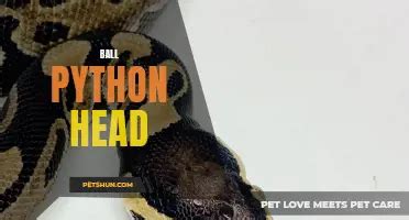Afbeeldingsresultaten voor Python Head in a Game