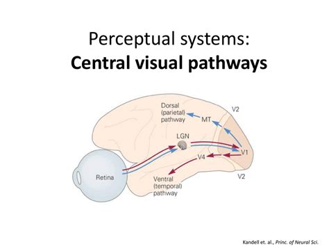 Visual Processing Pathway に対する画像結果