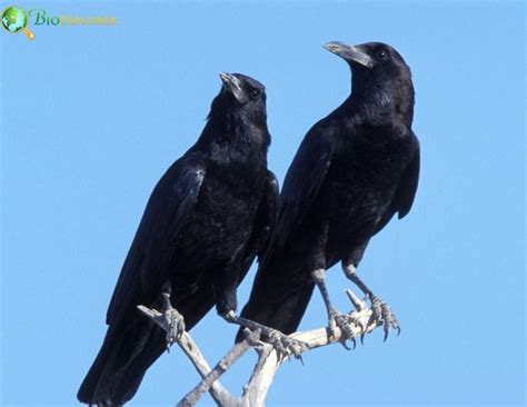 Image result for Different Crows