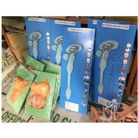 Image result for Autonomic Nervous System Model