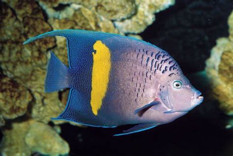 Image result for Fish Oocyte