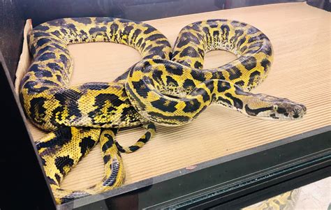 Image result for Hybrid Python