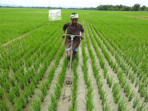 Kharif Crop के लिए छवि परिणाम
