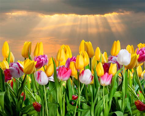 Image result for Wallpaper Spring Tulips