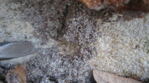 Image result for Ant Tunnels