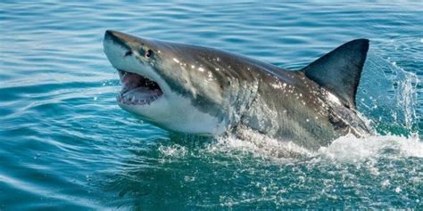 Image result for Examples of Different Sharks