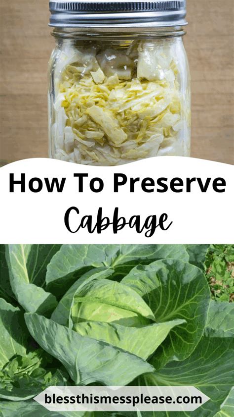 Image result for How to Preserve Cabbage