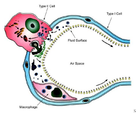 Image result for Surfactant Alveoli Function