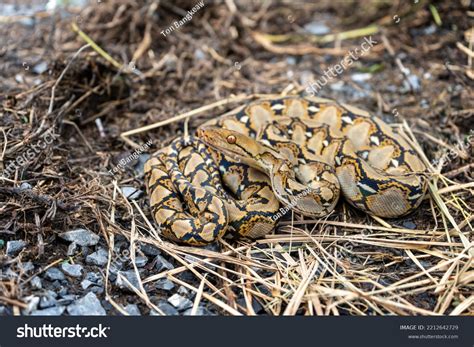 Image result for Baby Python Wa
