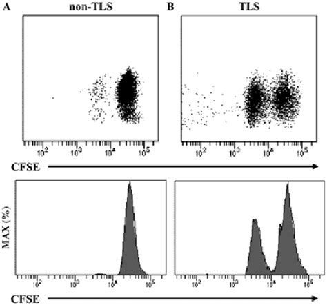 Image result for Cfse Flow Cytometry T-cell Expansion