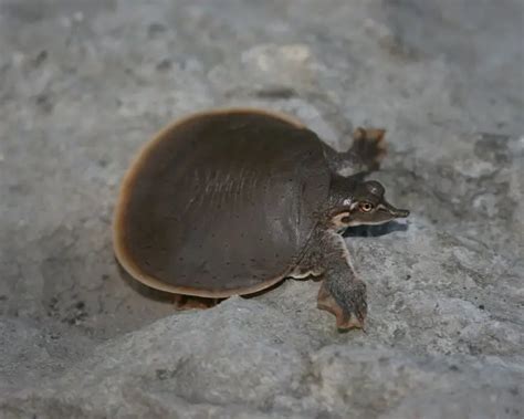 SoftShell Turtle に対する画像結果