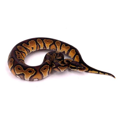 Toradh íomhá ar Ultramel Royal Python