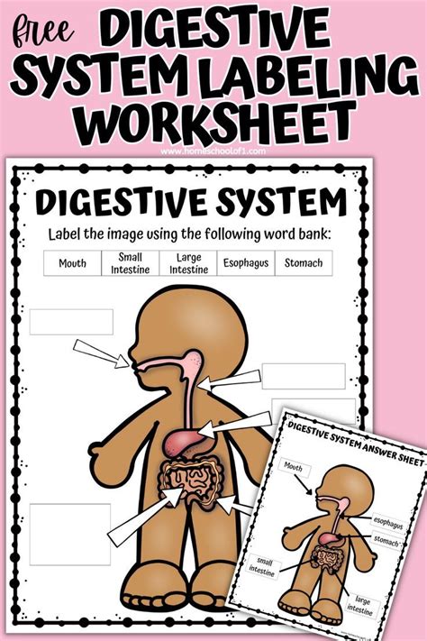 Afbeeldingsresultaten voor Digestive System without Labels